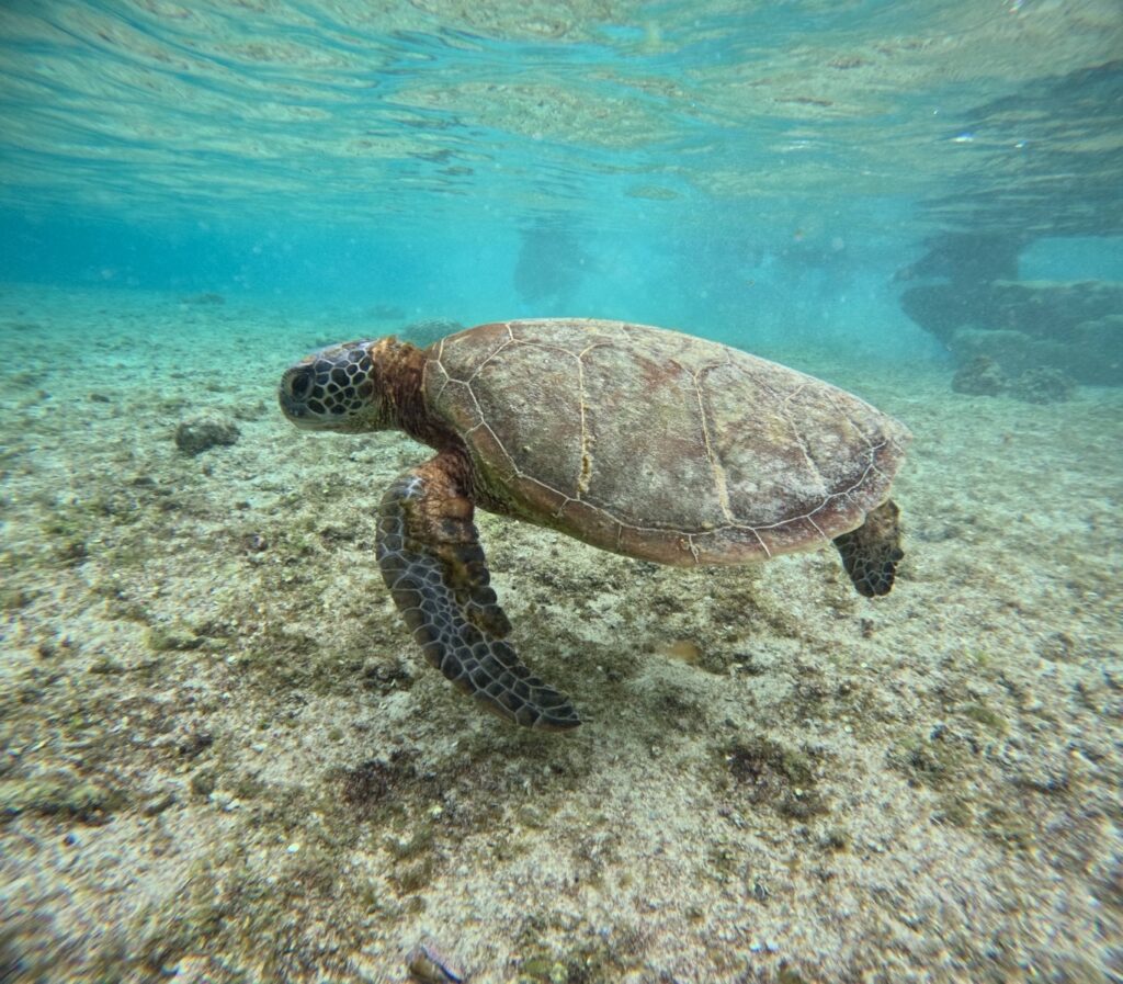 シギラビーチ
ウミガメ